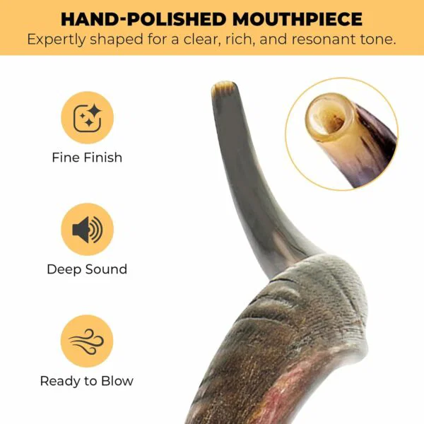 premium kosher kudu shofar – by size