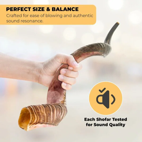 premium kosher kudu shofar – by size