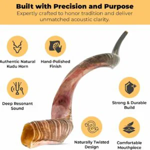 premium kosher kudu shofar – by size