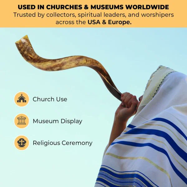 premium kosher kudu shofar – by size