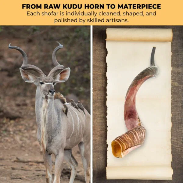 premium kosher kudu shofar – by size
