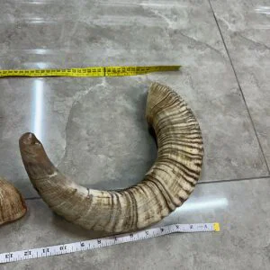 Rambam Ram Shofar — Natural Untouched Yemenite Tradition