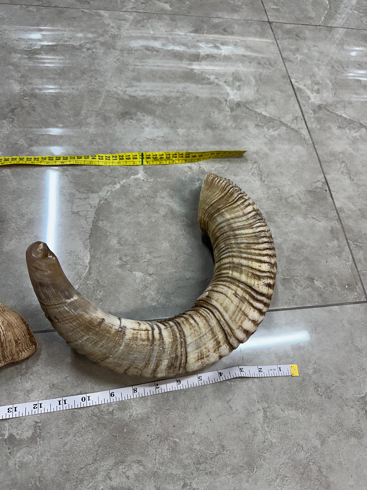 Rambam Shofar Main Rambam Ram Shofar — Natural Untouched Yemenite Tradition