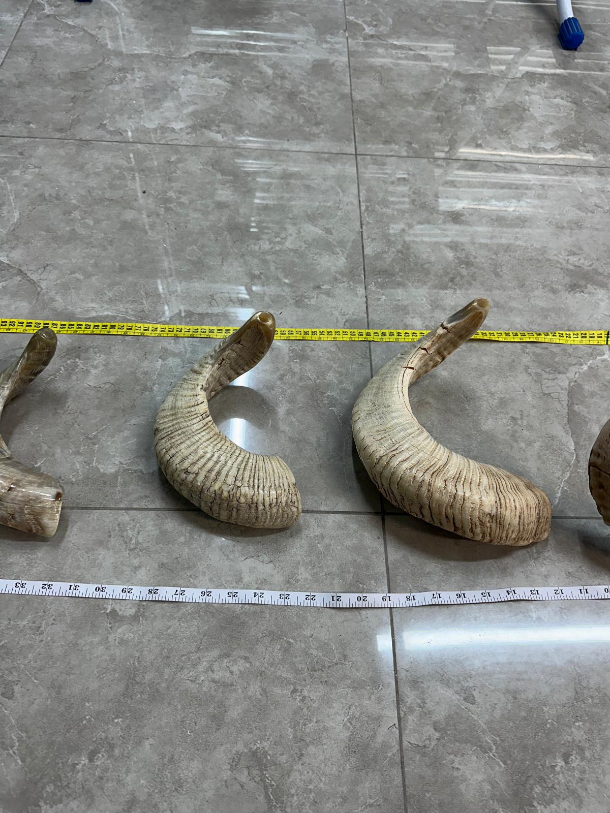 Rambam Shofar Morena Curve Rambam Ram Shofar — Natural Untouched Yemenite Tradition