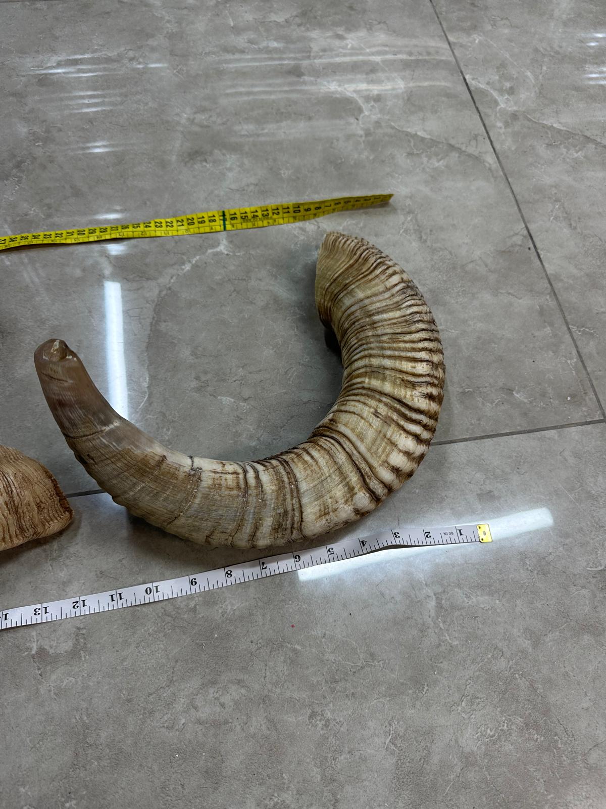 Rambam Shofar Morena Full Rambam Ram Shofar — Natural Untouched Yemenite Tradition