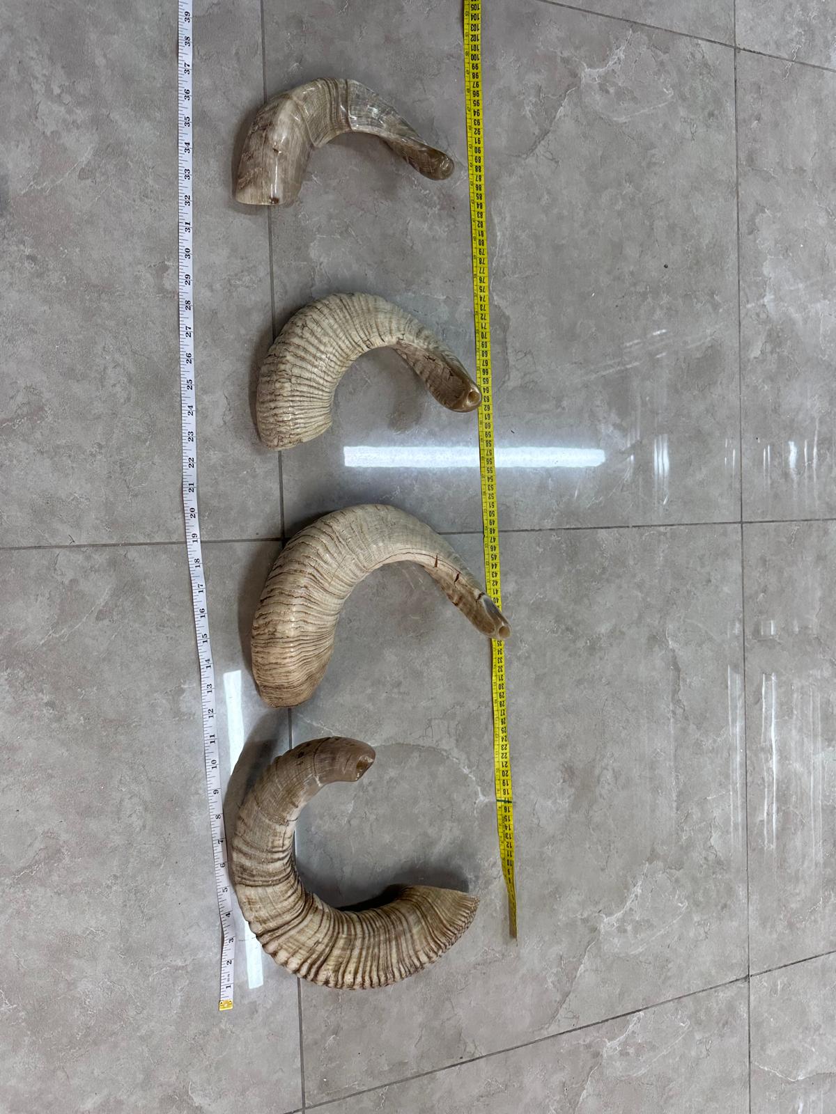 Rambam Shofar Morena Side Rambam Ram Shofar — Natural Untouched Yemenite Tradition